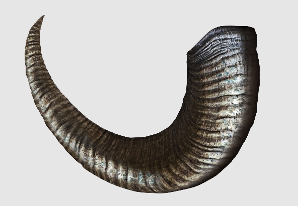 horn shape